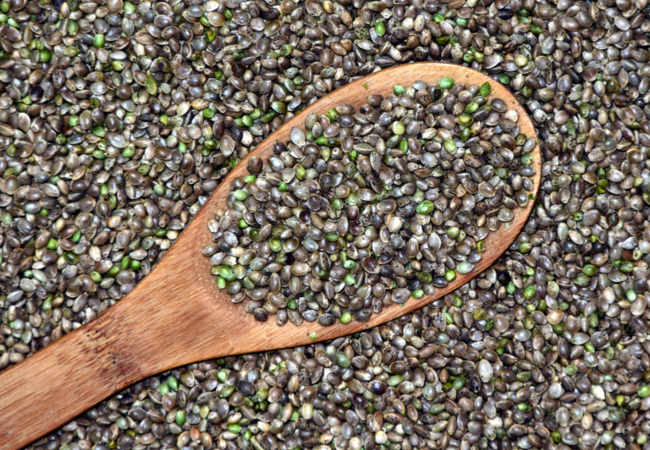 Nouvel article le chanvre bio une culture écologique, locale et rentable