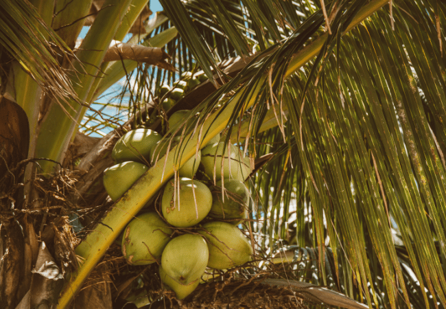 sucre de coco