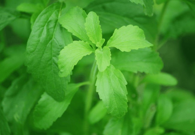 Représentation feuilles de stevia